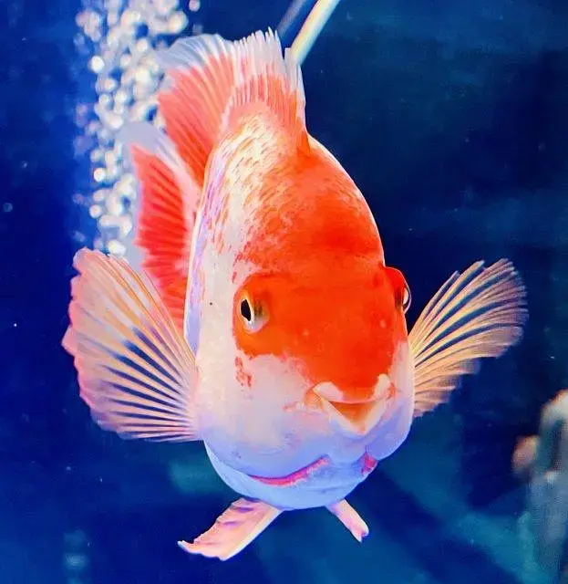 Fish incubator Aquarium for sale — photo 3