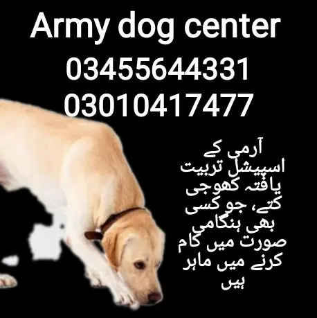 army dog center  (03455644331)