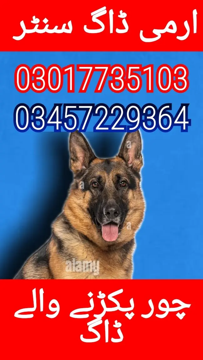 Army dog center 03017735103